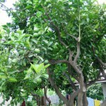 Pellaro - pianta di bergamotto