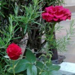 rose rosse