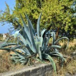 Pellaro(Rc): pianta di agave in collina