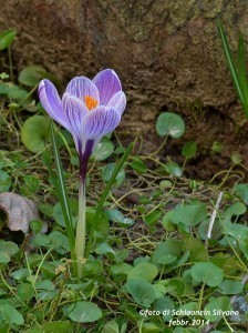 crocus viola striato in giardino